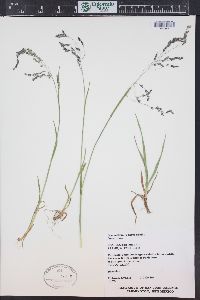 Poa reflexa image