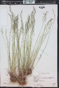 Poa glauca subsp. rupicola image