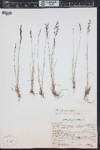 Poa glauca subsp. rupicola image