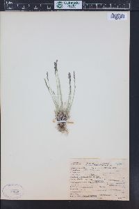 Poa glauca subsp. rupicola image