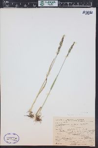 Poa glauca subsp. rupicola image