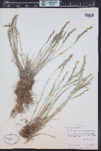 Poa glauca image