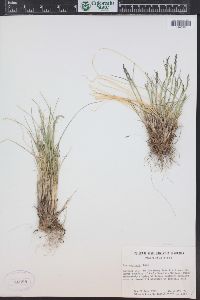 Poa glauca image