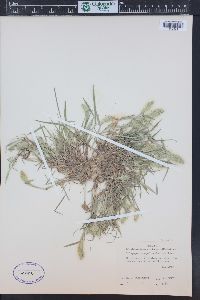 Polypogon monspeliensis image