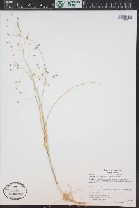 Muhlenbergia multiflora image