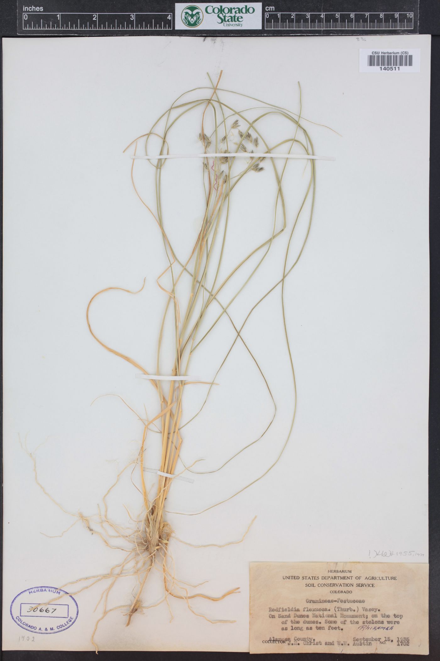 Muhlenbergia multiflora image