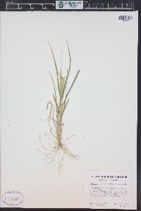 Pennisetum glaucum image