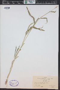 Setaria verticillata image