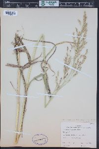 Sorghum bicolor image