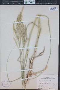 Spartina pectinata image