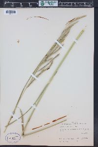 Spartina pectinata image