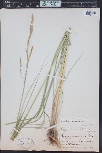 Spartina pectinata image