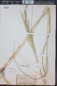 Spartina pectinata image