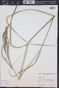 Spartina pectinata image