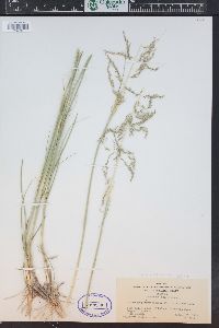 Sporobolus wrightii image