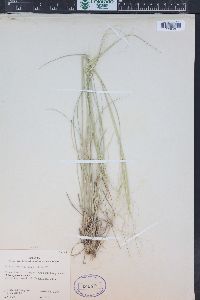 Hesperostipa comata image