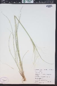 Hesperostipa comata image