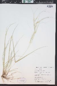 Hesperostipa comata image