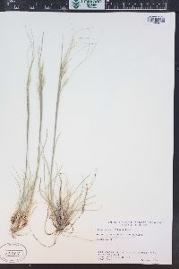 Hesperostipa comata image