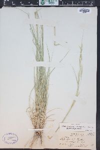 Hesperostipa comata image