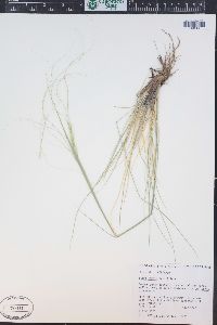 Hesperostipa comata image