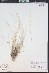 Hesperostipa comata image