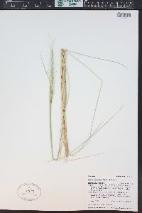 Pappostipa speciosa image