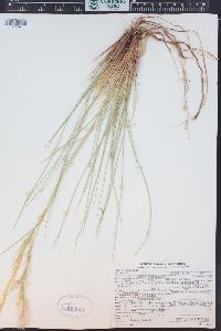 Pappostipa speciosa image