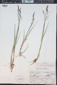 Torreyochloa pallida var. pauciflora image