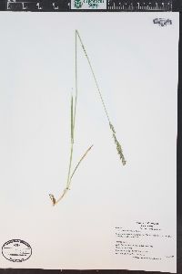 Trisetum wolfii image