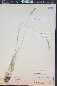 Trisetum wolfii image