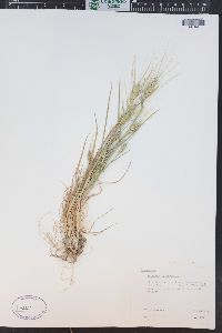 Triticum aestivum image