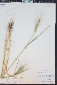 Triticum aestivum image