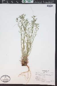 Aliciella pinnatifida image