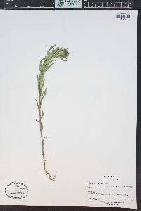 Collomia linearis image