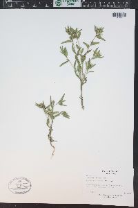 Collomia linearis image