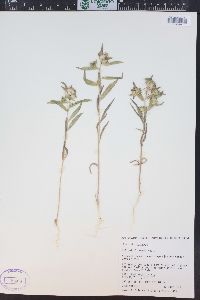 Collomia linearis image