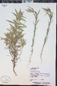 Collomia linearis image