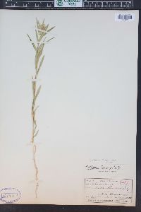 Collomia linearis image