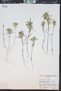 Collomia linearis image