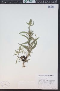 Collomia linearis image