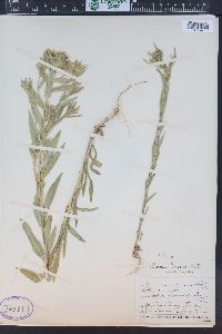 Collomia linearis image