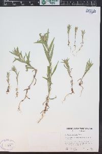 Collomia linearis image