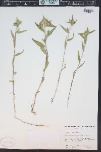 Collomia linearis image