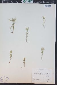 Collomia linearis image