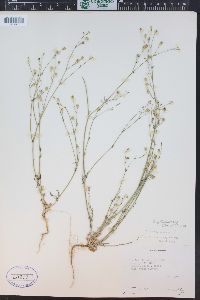 Gilia ophthalmoides image