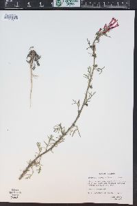 Ipomopsis aggregata image