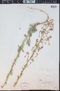 Ipomopsis aggregata subsp. formosissima image