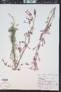 Ipomopsis aggregata image