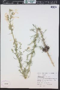 Ipomopsis aggregata subsp. candida image